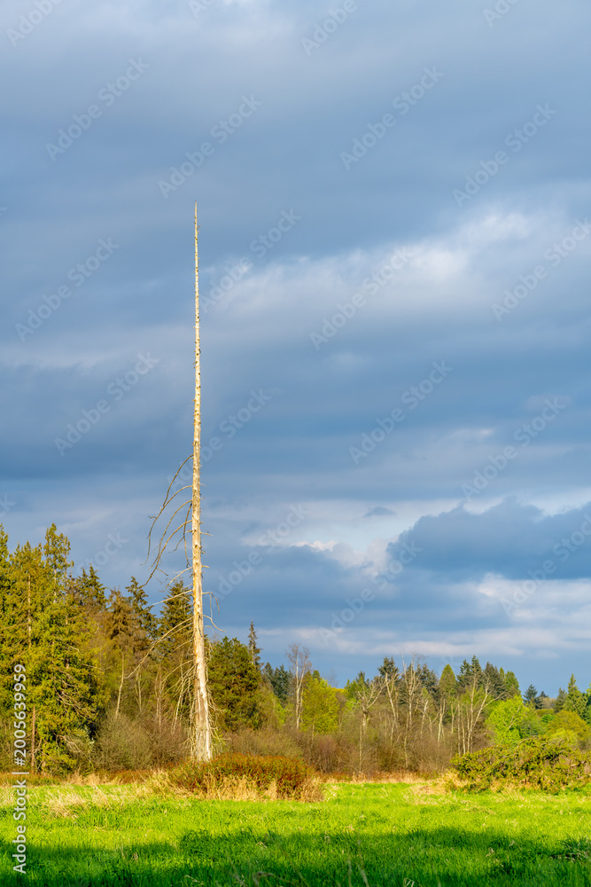 Fototapeta premium Single dead tree standing in green meadow under dramatic cloudy sky