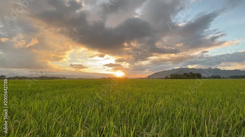 Beautiful sunset landscape over a lush paddy field. Vibrant orange sky with heavy clouds above a peaceful countryside and mountain range.