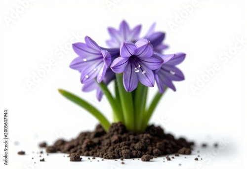 Purple Hyacinth flowers growing from soil isolated on white background