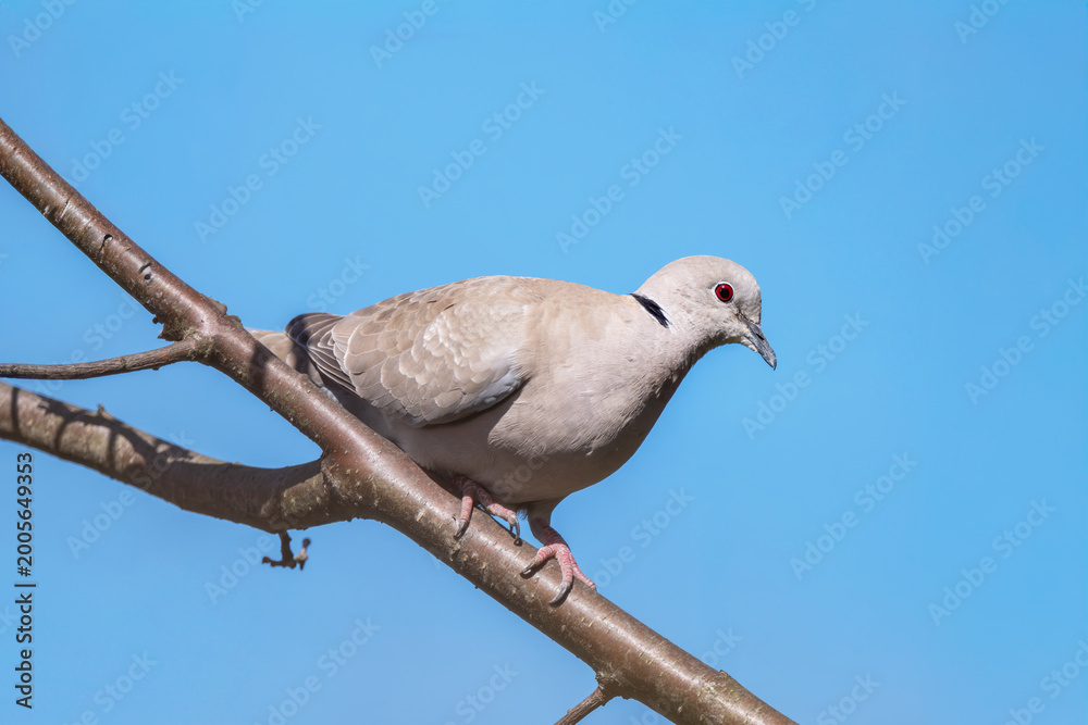 Fototapeta premium Sierpówka (zwyczajna), synogarlica turecka (Streptopelia decaocto) 