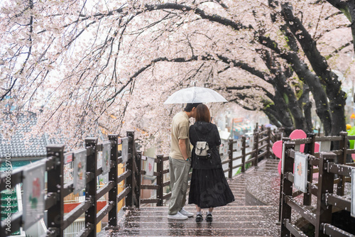 Korean couple with umbrella at cherry tunnel, Gaegeum, Busan