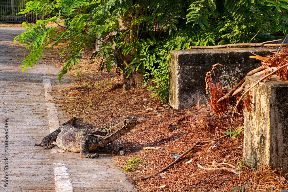 Fototapeta premium chubby Monitor lizard or varanus salvator walk on street