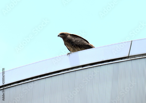 Photos 白き静寂の中に浮かぶ生命。猛禽類の羽模様と鋭い造形美が際立つ一瞬