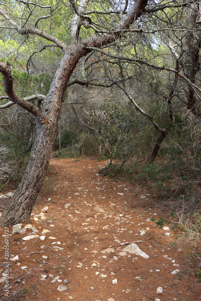 Fototapeta premium Narrow path in a Mediterranean forest.