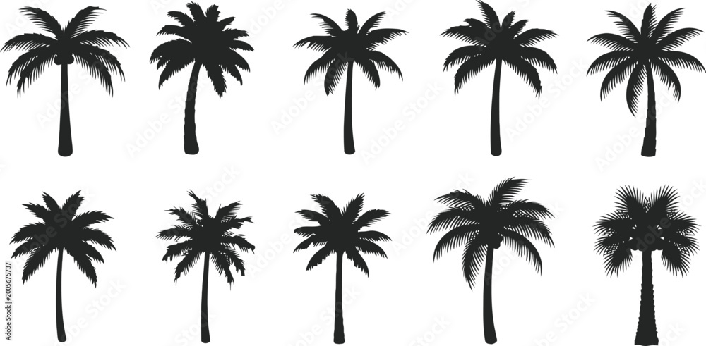 Obraz premium Group of ten palm tree silhouettes with varied shapes and styles on white background.