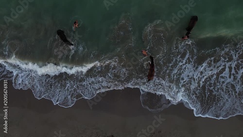 Unrecognizable people bathing horses in the sea during sunset.