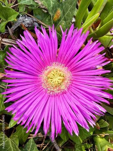 Carpobrotus, commonly known as pigface, ice plant, sour fig, sea fig, Hottentot fig, and clawberry