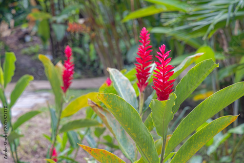 Obraz na płótnie Red Ginger Flowers in Cartagena, Colombia Garden