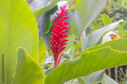Fotografie Red Flower Among Green Leaves in Cartagena, Colombia
