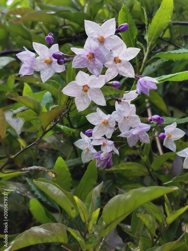 Quadro su tela photographie en gros plan de fleurs de morelle faux jasmin, ou de solanum jasmin