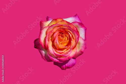 Bild auf Leinwand Rosa bicolor amarilla y rosa sobre fondo fucsia brillante aislado