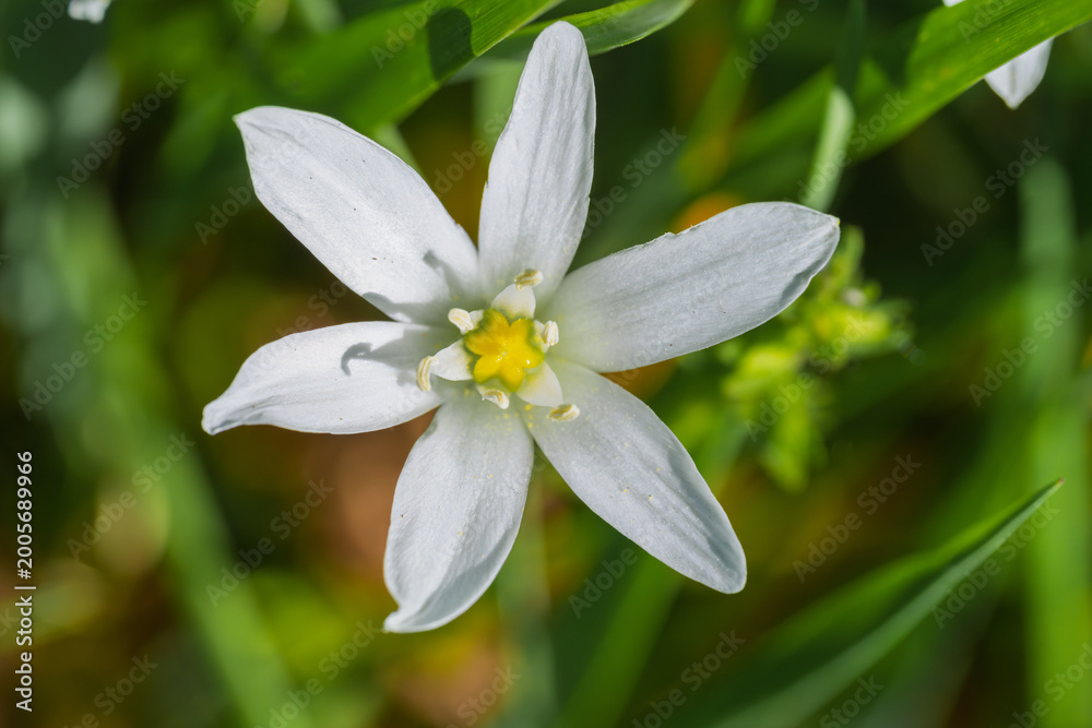 Obraz premium Serene scene capturing solitary starshaped flower with dew and subtle background textures