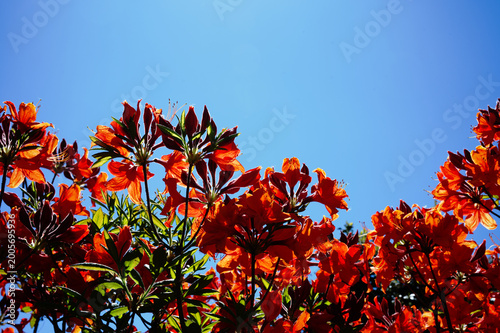 Azaleen im Garten mit Gegenlicht bei blauen Himmel
