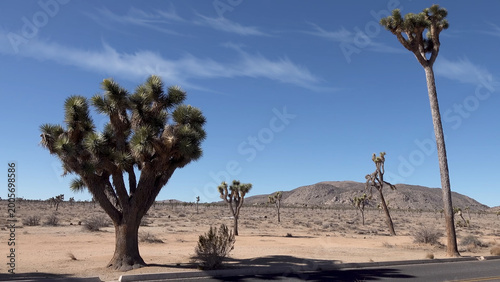 A travel to joshua tree national park at 
california state of usa. Beautiful 
tourist photo with nature landscape from america. 
Thorns conifers plants at mojave desert.