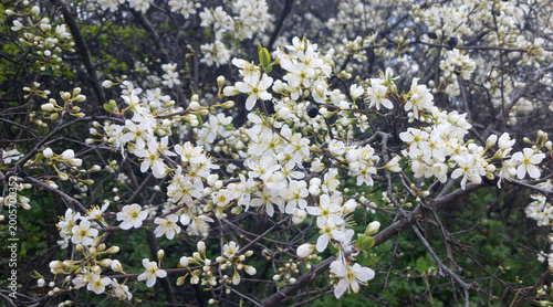 Foto Blooming blackthorn bush (Prunus spinosa) with white flowers in spring