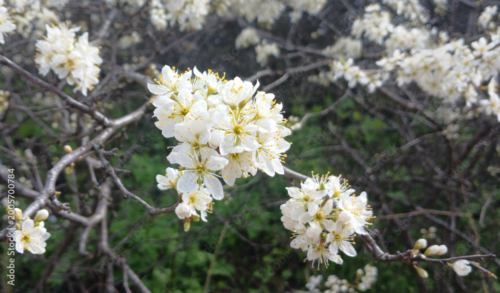 Obraz premium Blooming blackthorn bush (Prunus spinosa) with white flowers in spring