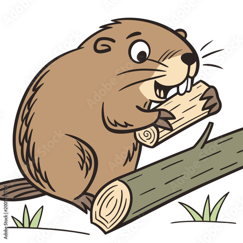Billede på lærred Brown beaver holding a log in its mouth on a white background wood gnawing teeth