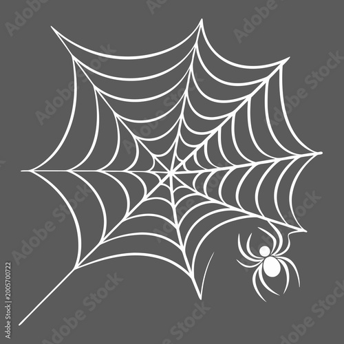 Fotografia White spider web with spider on gray background