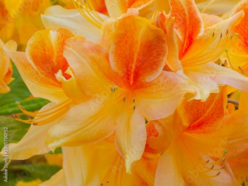 Obraz na plátně Detailed view of an Azalea mollis or Chinese azalea flower with funnel-shaped ye