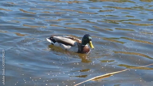 Male mallard duck feeding and swimming in blue water, horizontal 4K