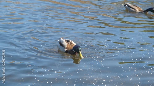 Male mallard duck feeding and swimming in blue water, horizontal 4K