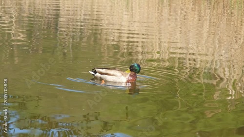 Male mallard duck swimming in calm pond on a sunny day, horizontal 4K