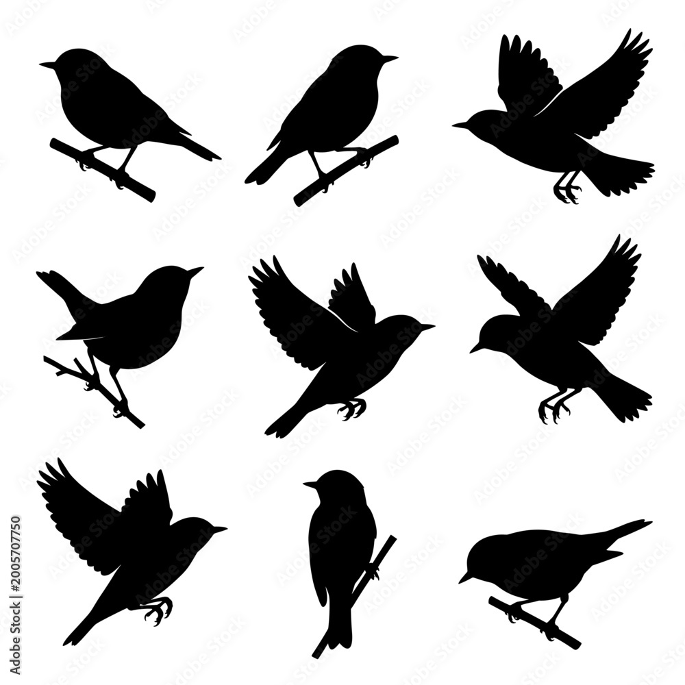 Obraz premium black and white silhouette vector set of Blackpoll Warbler.