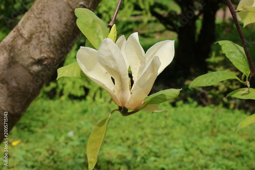 Magnolia 'Yellow Lantern'. Close up single yellow cream magnolia flower in spring. 