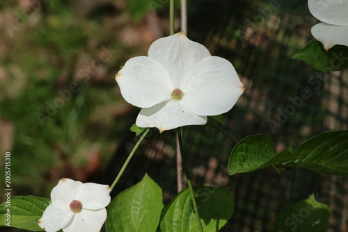 Картината върху платно Cornus 'Porlock', Close up of white dogwood flower surrounded by large creamy white bracts in the spring