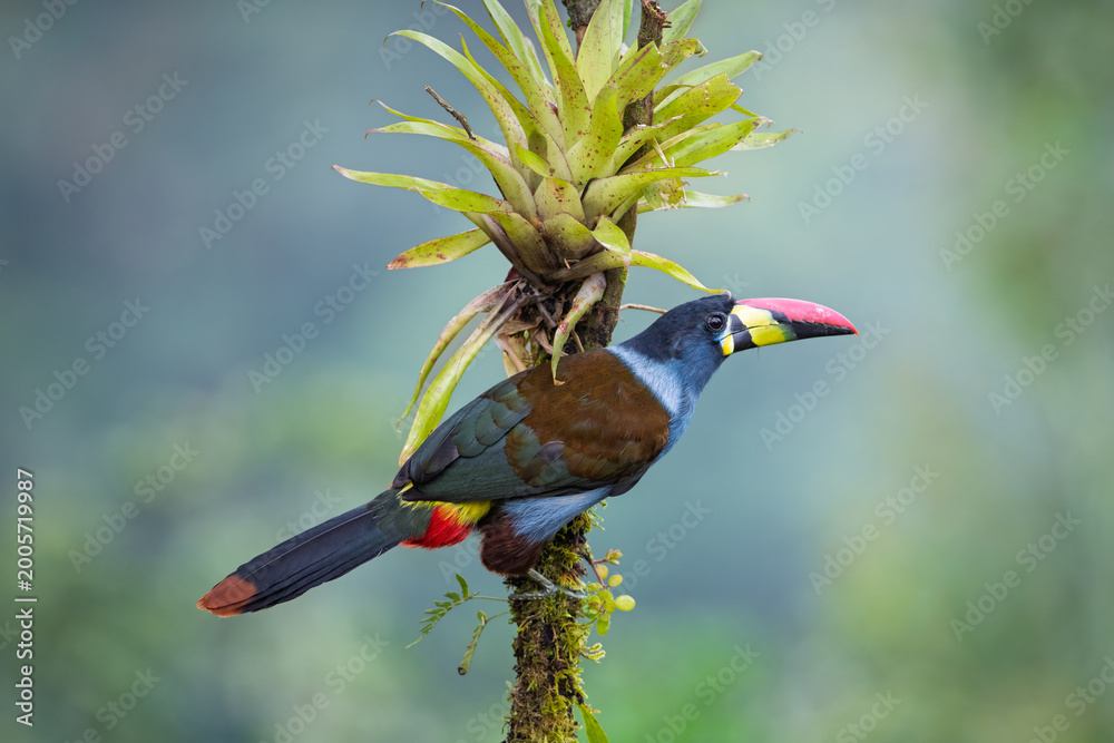 Fototapeta premium Gray-breasted Mountain-Toucan Perched on Mossy Branch in Colombian Cloud Forest