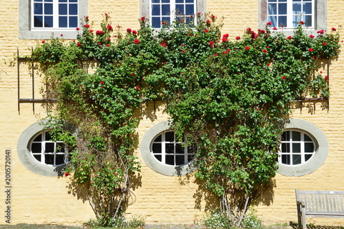 Rosen an alten Mauern