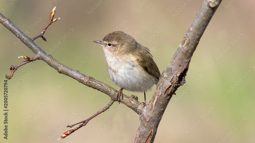 Obraz premium robin on a branch