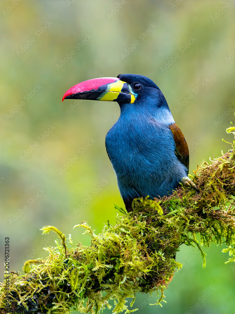 Fototapeta premium Gray-breasted Mountain-Toucan Perched on Mossy Branch in Colombian Cloud Forest