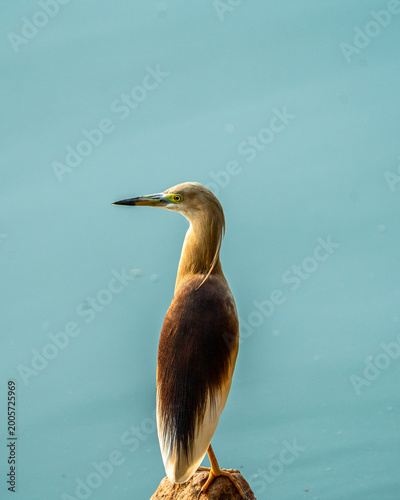 great blue heron
