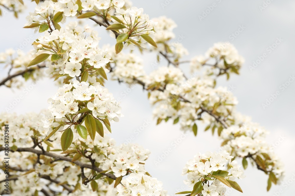 Fototapeta premium Branches of pear tree with beautiful blossoms outdoors, closeup