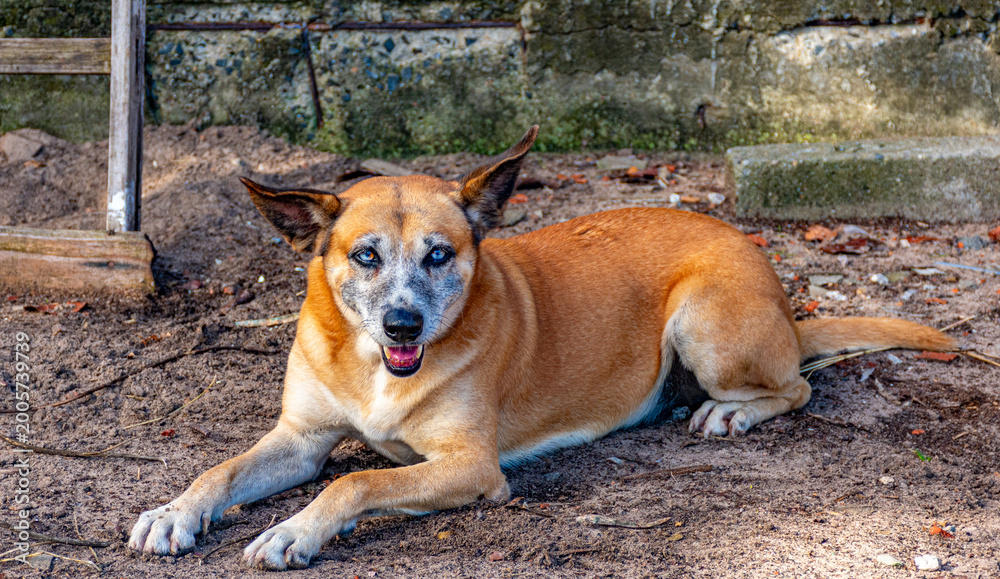 Obraz premium cachorro caramelo deitado no chão