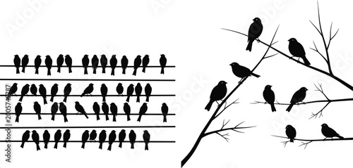 Foto Bird silhouettes on wires and tree branches isolated on white background, flock