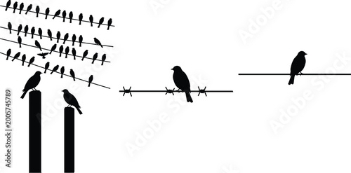 Bird silhouettes on power lines and posts isolated on white background, flock and single birds in urban minimal composition
