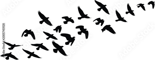 Cuadro en lienzo Flock of flying bird silhouettes isolated on white background, dynamic eagle and