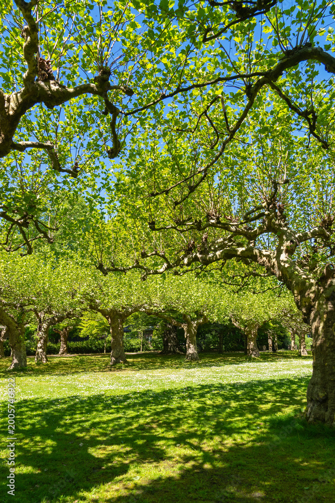 Fototapeta premium Platanen im Schönwasserpark in Krefeld