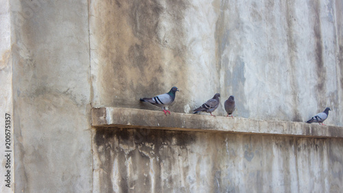 Εκτύπωση καμβά Urban Pigeons Perched on Grungy Concrete Ledge