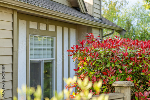 Suburban house facade with window and red green garden shrub