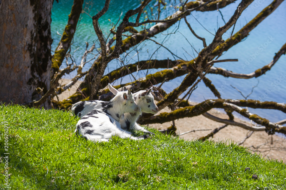 Fototapeta premium Two cute baby goats resting on green grass by a turquoise alpine lake in Tyrol Austria, spring mountain landscape