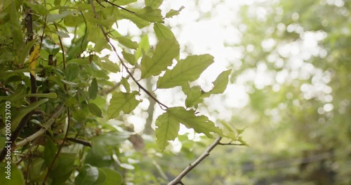 Light breeze is stirring, woody branch is swaying in garden as camera is shifting, revealing veins