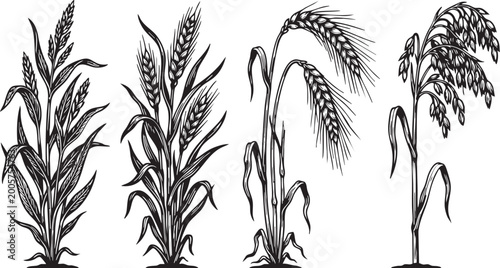 Cuadro en lienzo Wheat ears set isolated on white background featuring various cereal grain crops
