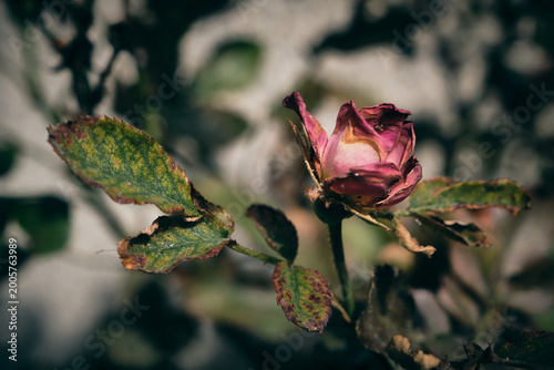 Rosa marchita en jardín de primavera