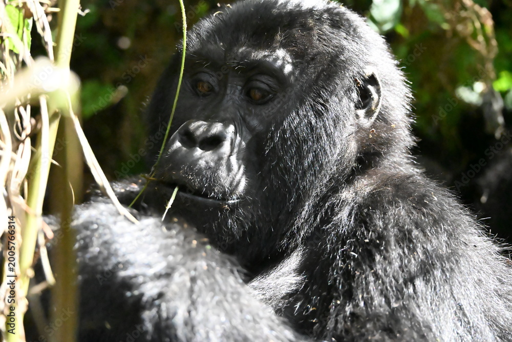 Obraz premium critically endangered Eastern gorilla subspecies (Gorilla beringei beringei). encounter in impenetrable rainforest bwindi natural park