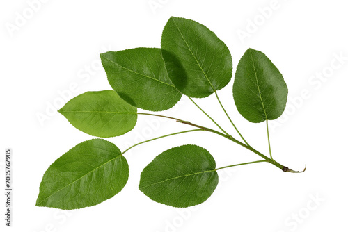 Foto Green leaves of wild pear tree branch isolated on white background