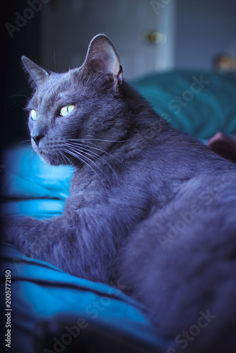 Grey Korat enjoying the life indoors