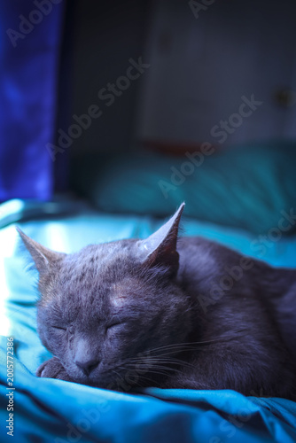 close up portraits of Korat, an ashy grey kitten enjoying the indoor life